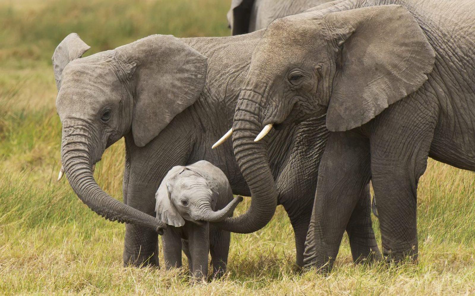Adult African elephants with baby