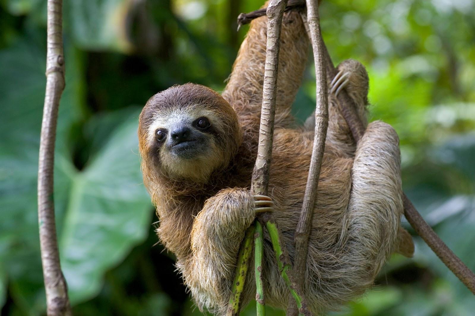 Such a cute sloth!