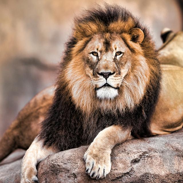 Relaxing on World Lion Day